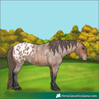 Horse Color:Bay Roan Appaloosa 