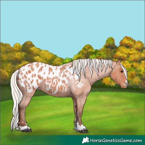 Horse Color:Silver Bay Roan Blanket 
