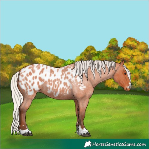 Horse Color:Silver Bay Roan Appaloosa 