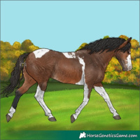 Horse Color:Bay Tobiano Rabicano