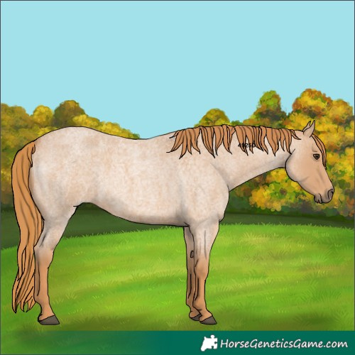 Horse Color:Red Roan 
