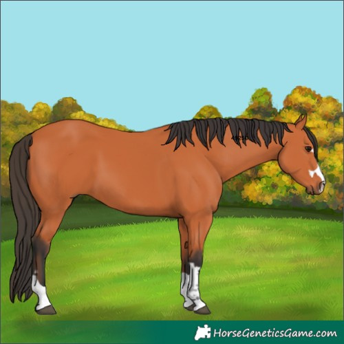 Horse Color:Bay 