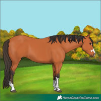 Horse Color:Bay 