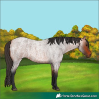 Horse Color:Bay Roan 