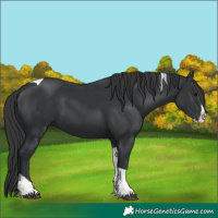 Horse Color:Unknown 