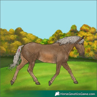 Horse Color:Chocolate Palomino 