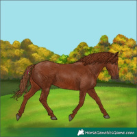Horse Color:Chestnut 
