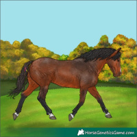 Horse Color:Bay 