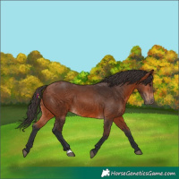 Horse Color:Bay Rabicano 