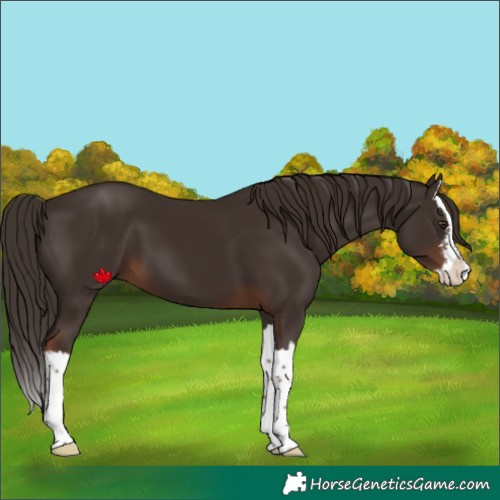 Horse Color:White Spotted Liver Chestnut Splash 