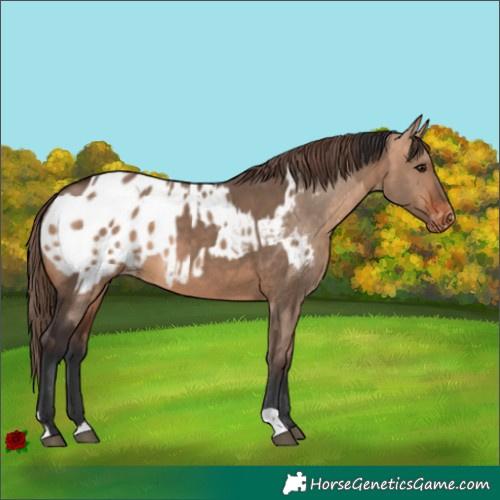 Horse Color:Brown Dun  and Bay Dun Blanket 