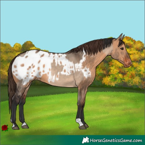 Horse Color:Brown Dun  and Bay Dun Appaloosa 