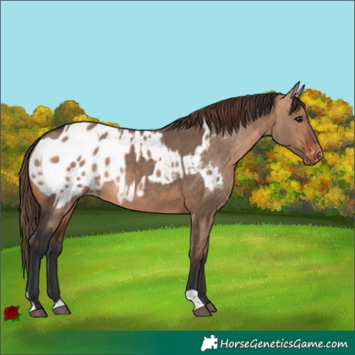 Horse Color:Brown Dun  and Bay Dun Appaloosa 