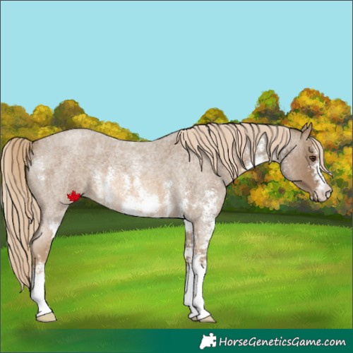 Horse Color:Chocolate Palomino Roan Sabino 