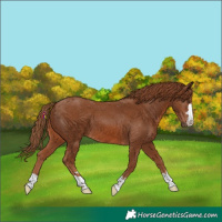 Horse Color:Chestnut 