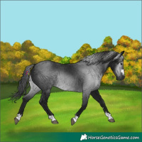 Horse Color:Gray Black 