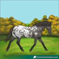Horse Color:Grullo Appaloosa