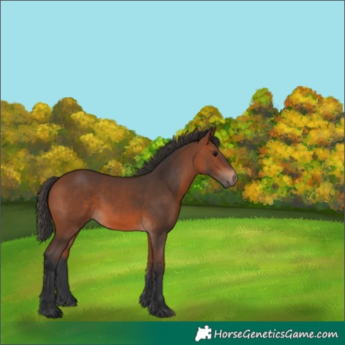 Horse Color:Bay 
