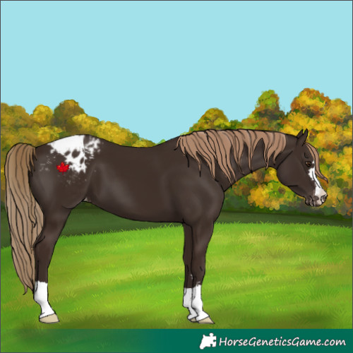 Horse Color:Liver Chestnut Blanket