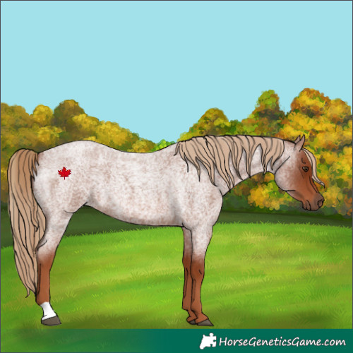 Horse Color:Red Roan