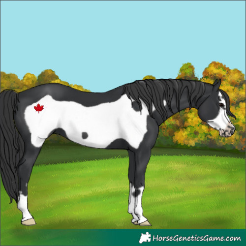 Horse Color:Black Frame 