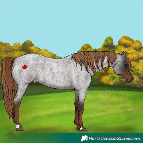Horse Color:Liver Red Roan 
