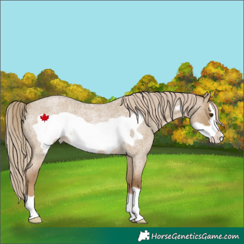 Horse Color:Chocolate Palomino Roan Dun Frame Rabicano 