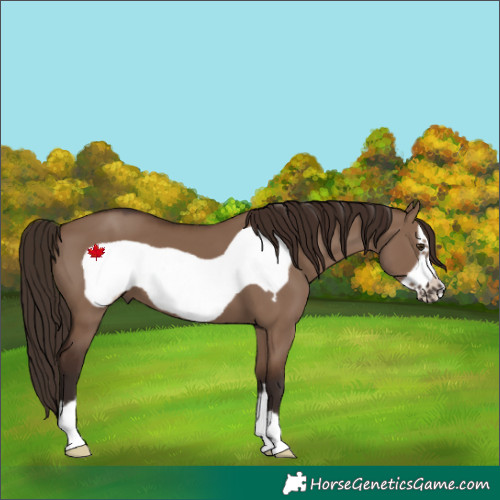Horse Color:Liver Red Dun Frame 