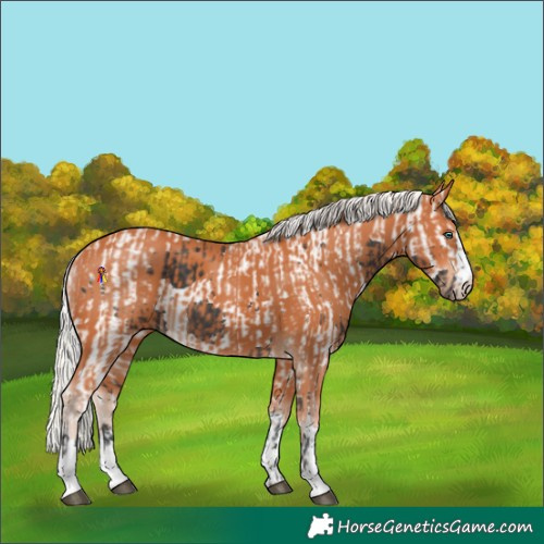 Horse Color:Platinum Brown Harlequin Merle  and Silver Bay 