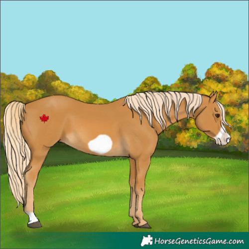 Horse Color:Palomino Frame 