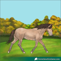 Horse Color:Amber Champagne 