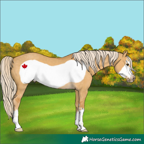 Horse Color:Palomino Dun Frame 