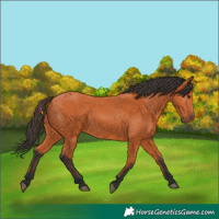 Horse Color:Bay 