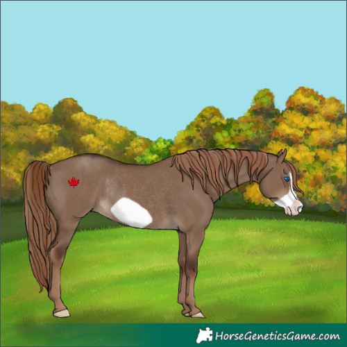 Horse Color:Liver Red Dun Frame Rabicano