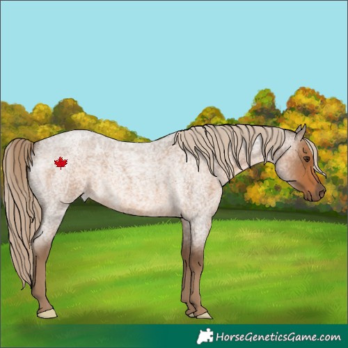 Horse Color:Chocolate Palomino Roan