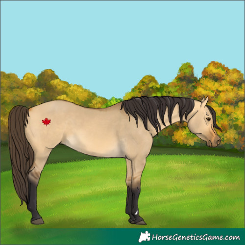 Horse Color:Buckskin Dun