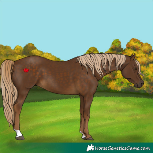 Horse Color:Chocolate Palomino 