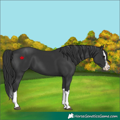Horse Color:Black Splash 