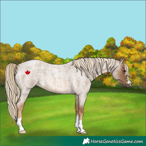 Horse Color:Chocolate Palomino Roan 