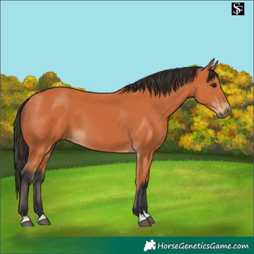 Horse Color:Bay 