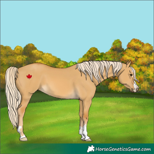 Horse Color:Palomino Dun 