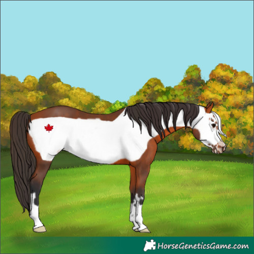 Horse Color:Bay Frame