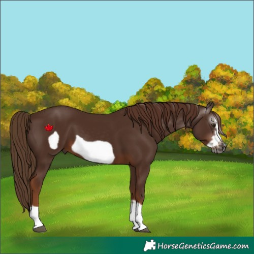 Horse Color:Gray Chestnut Frame