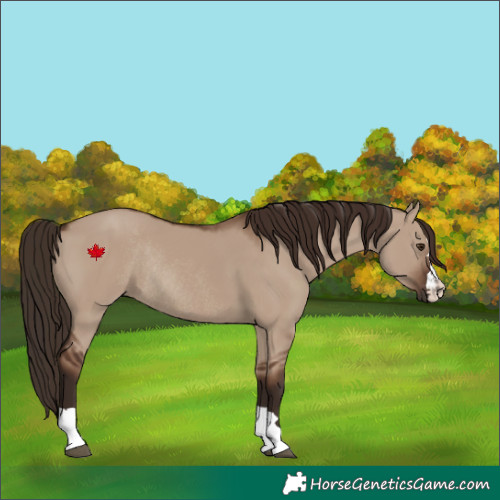 Horse Color:Liver Red Dun Rabicano 