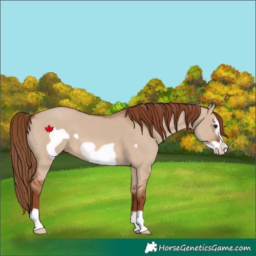 Horse Color:Red Dun Frame 