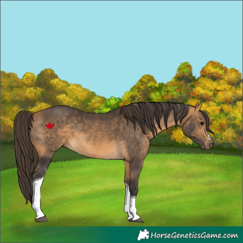 Horse Color:Buckskin Tobiano