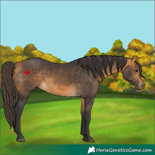 Horse Color:Buckskin 