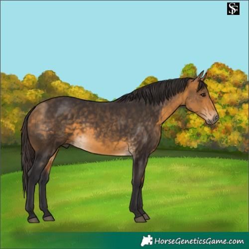 Horse Color:Buckskin 