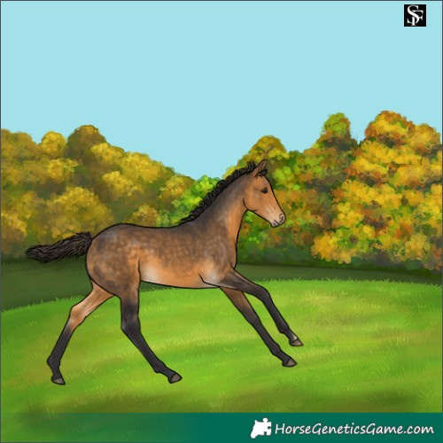 Horse Color:Buckskin 