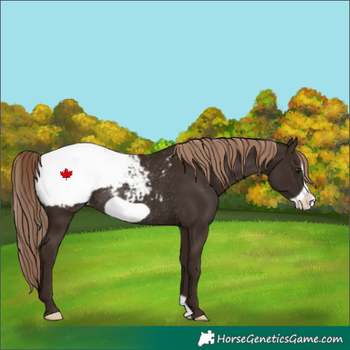 Horse Color:Liver Chestnut Frame Snowcap Rabicano